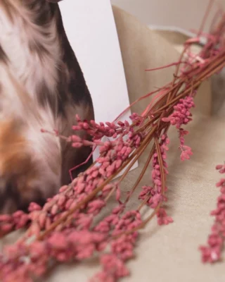 Instagram post from amordemielestudio. This post is in position 4.