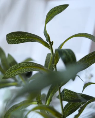 Instagram post from amordemielestudio. This post is in position 2.